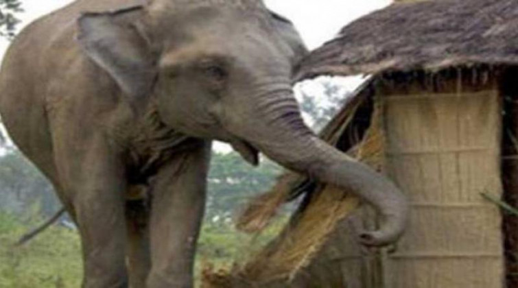 हात्तीको बथानले घर भत्काउँदा पीडित परिवारको बिजोग